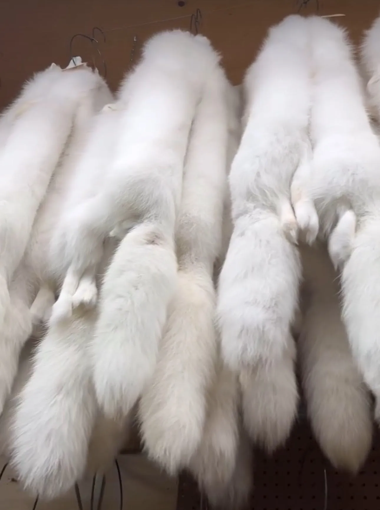Arctic Fox Fur