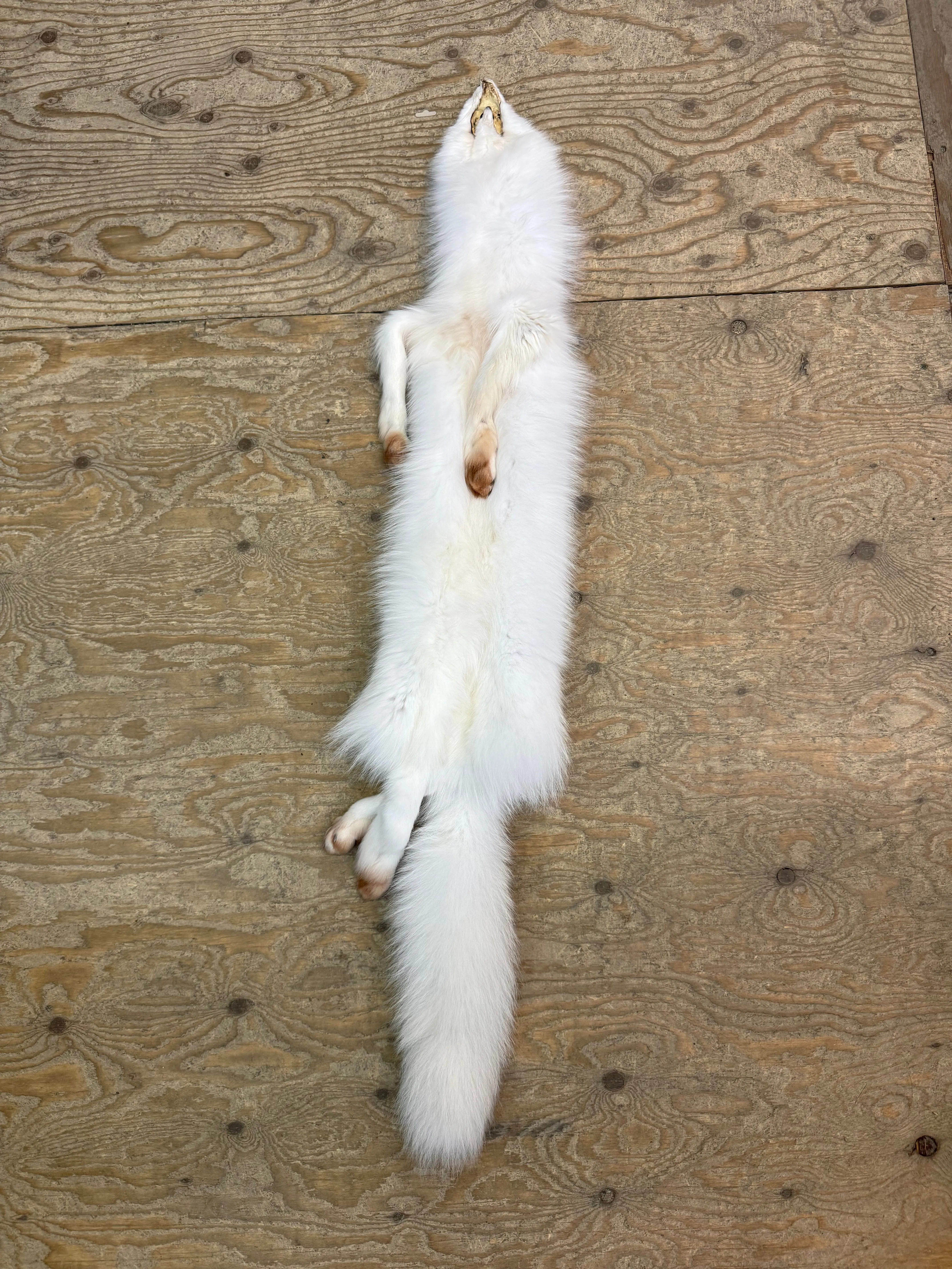 Arctic Fox Fur
